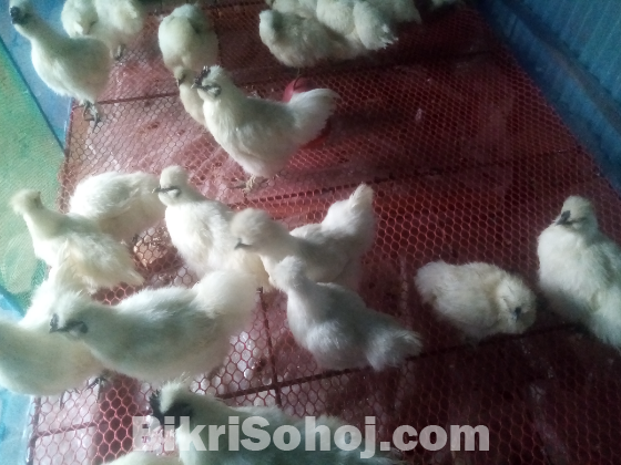 ছয় মাস+ 21 পিস সিল্কি মুরগি বিক্রি হবে !